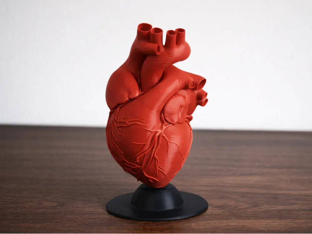 Anatomía 3D